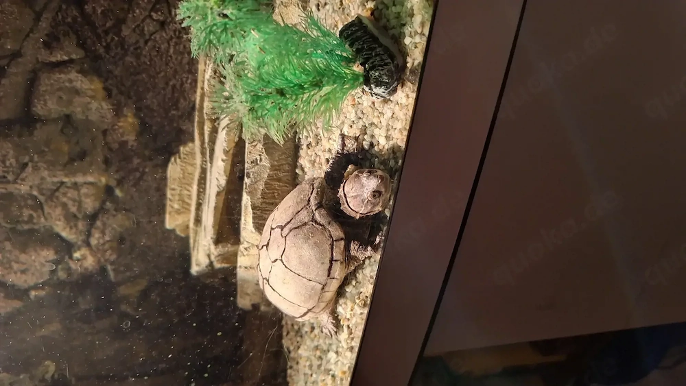 Wasserschildkröte mit kompletten Zubehör umständehalber 50Euro