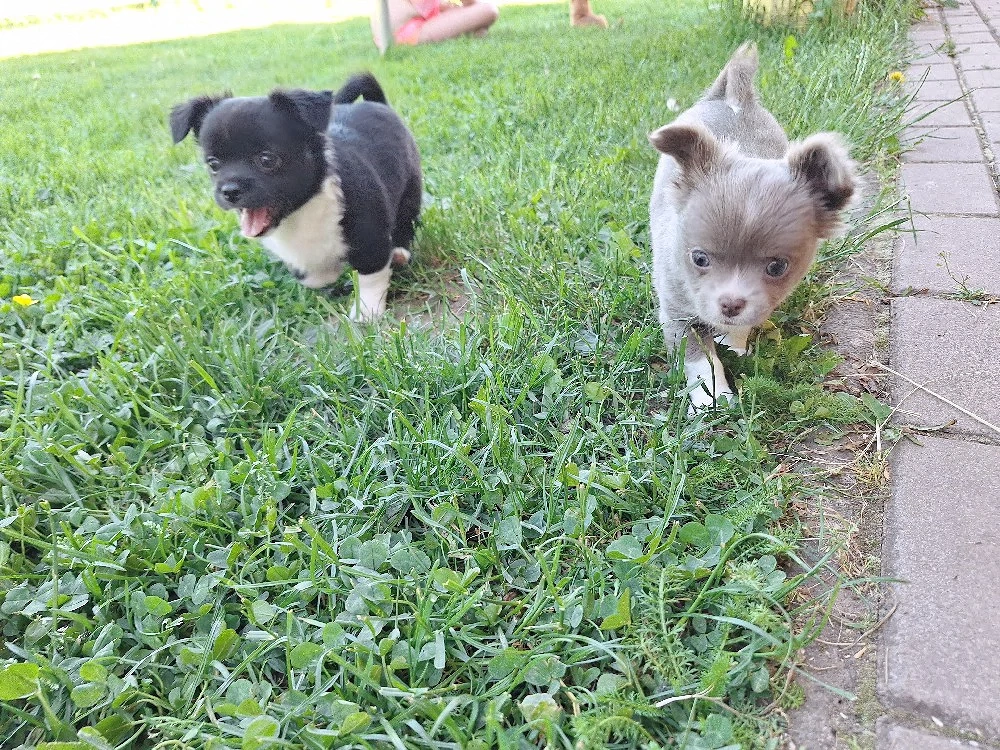 Chihuahua Welpe (Rüde) in schwarz weiß