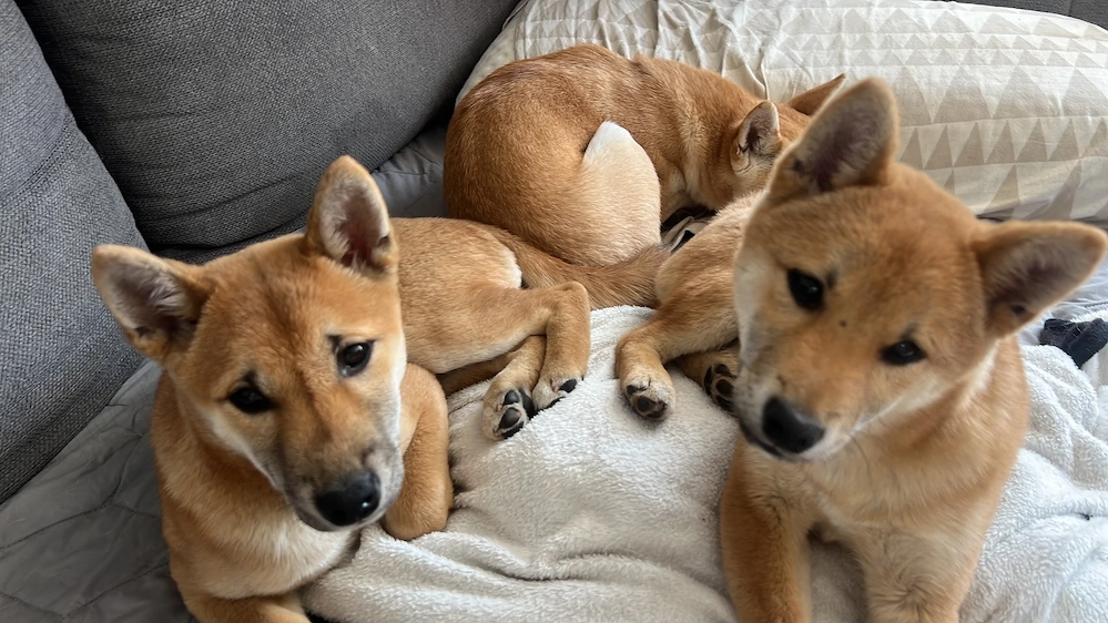 Shiba Inu Rüden