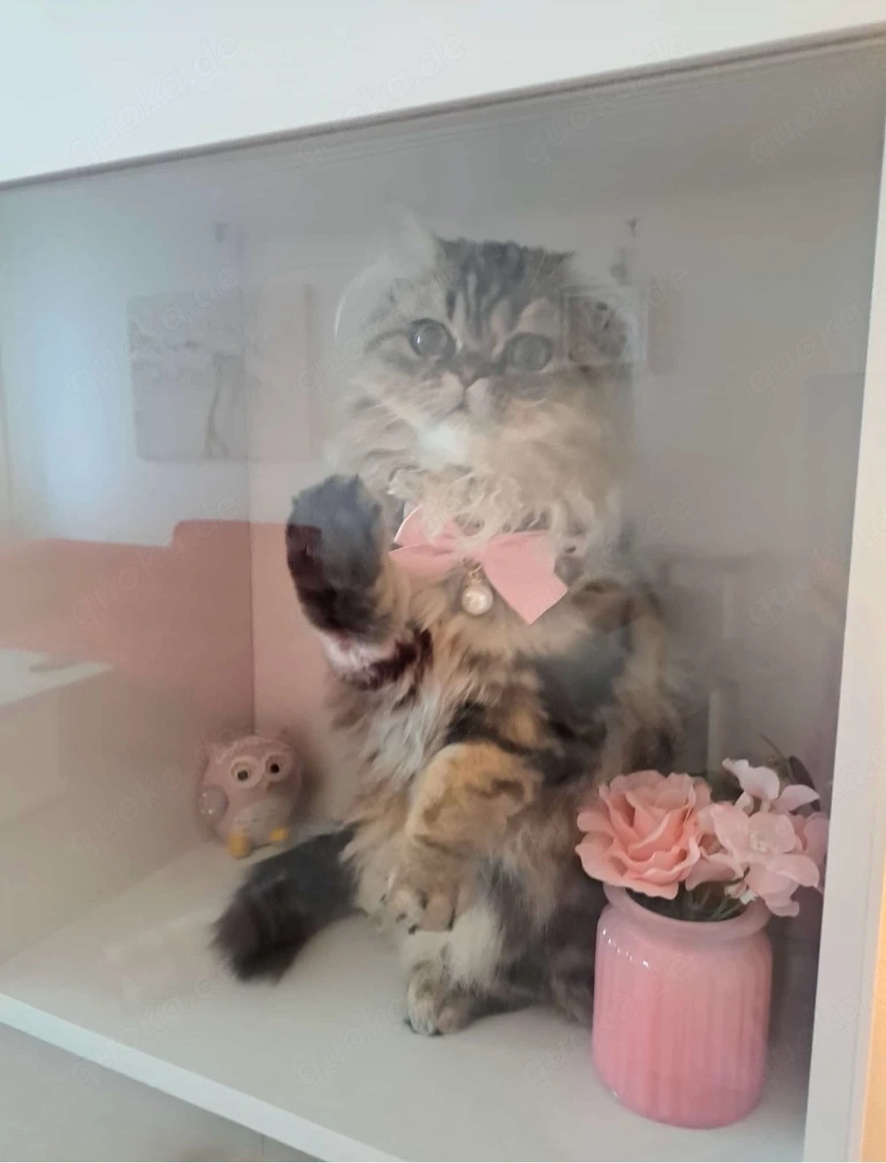 süßen kater zu verkaufen 