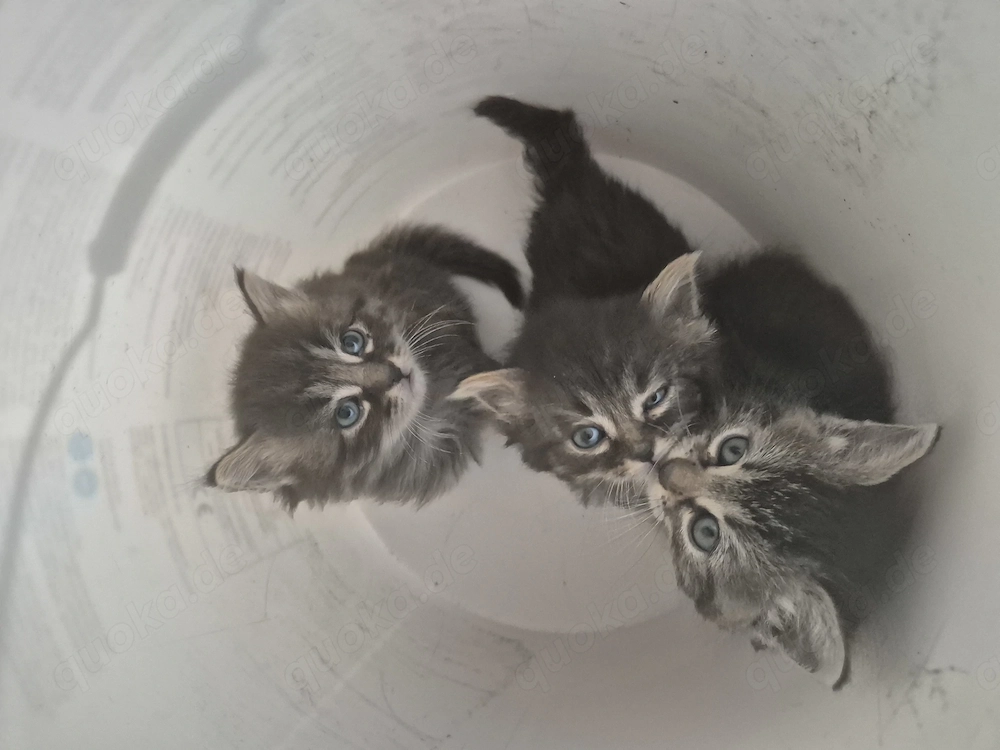 Maine Coon Mix  Baby katzen