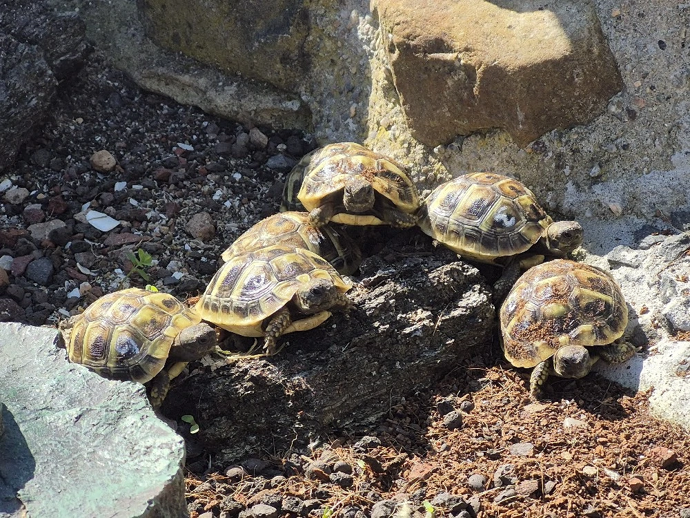 kleine griechische Landschildkröte Nachzucht 2025 