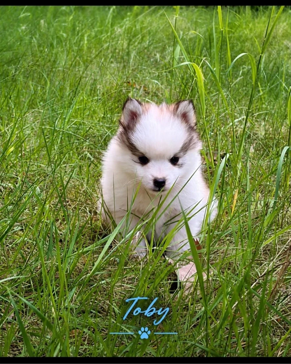 Pomsky Welpen