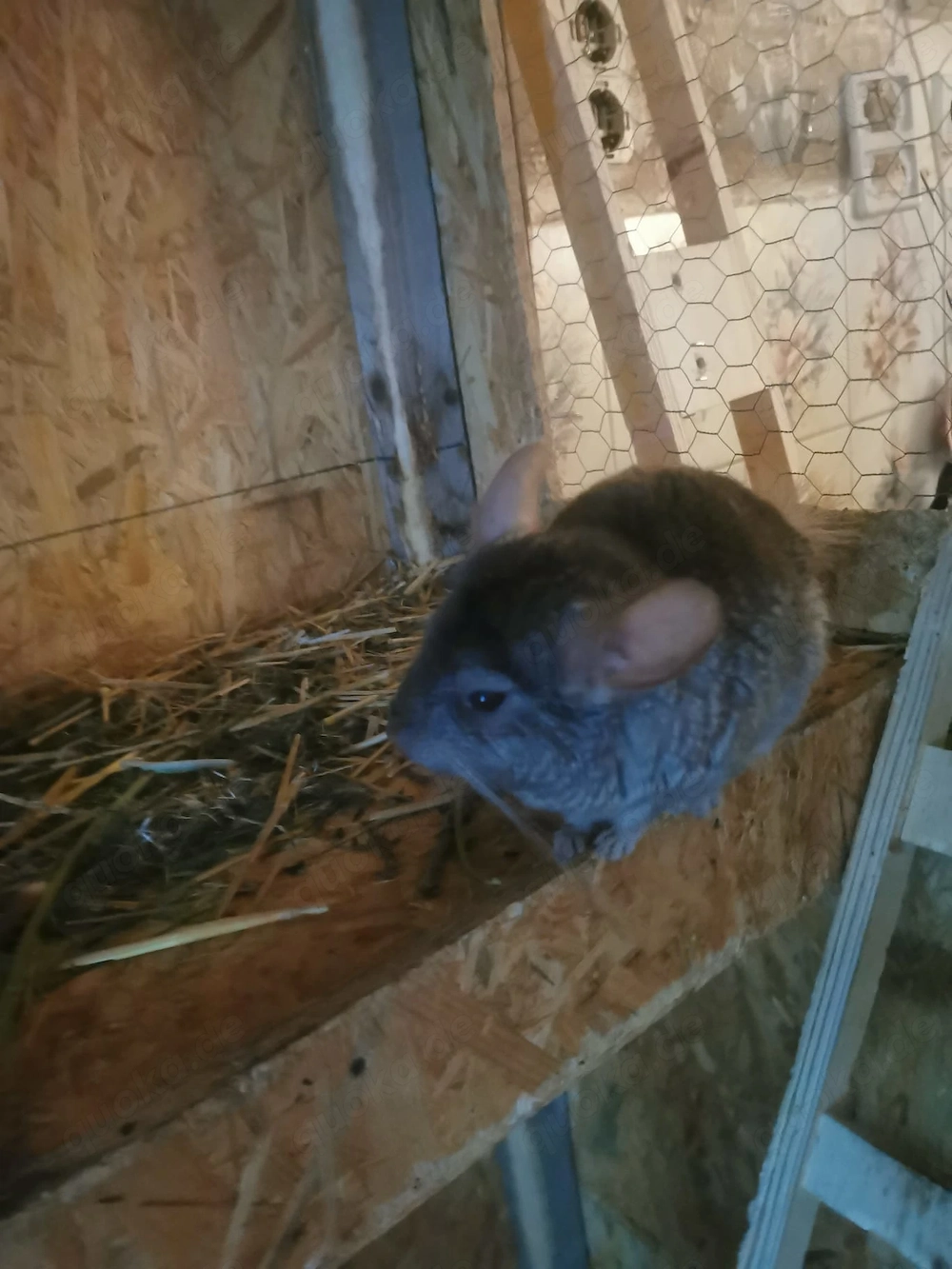 Chinchillas in liebevolle Hände Hände abzugeben 