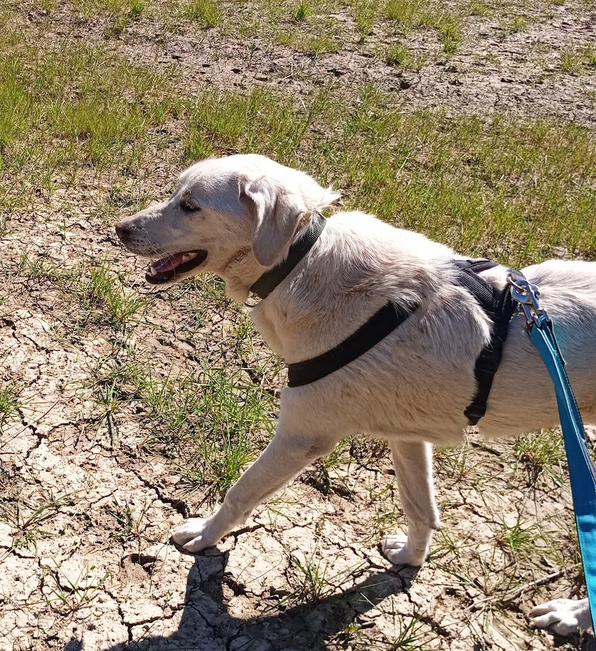 Lily - möchte so gerne bei Ihrer Familie ankommen