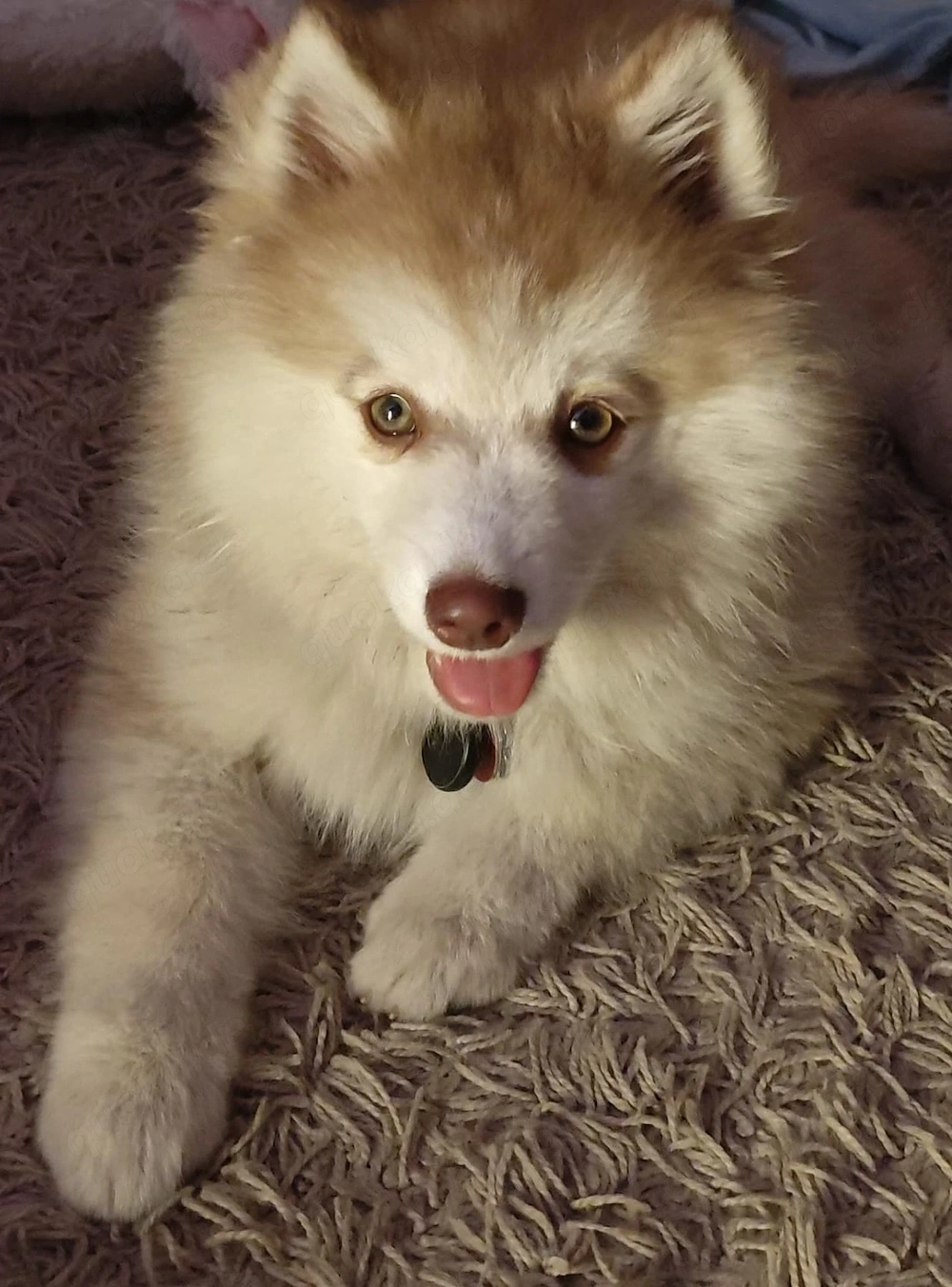   Pomsky Siberian Husky - Pomeranian mix