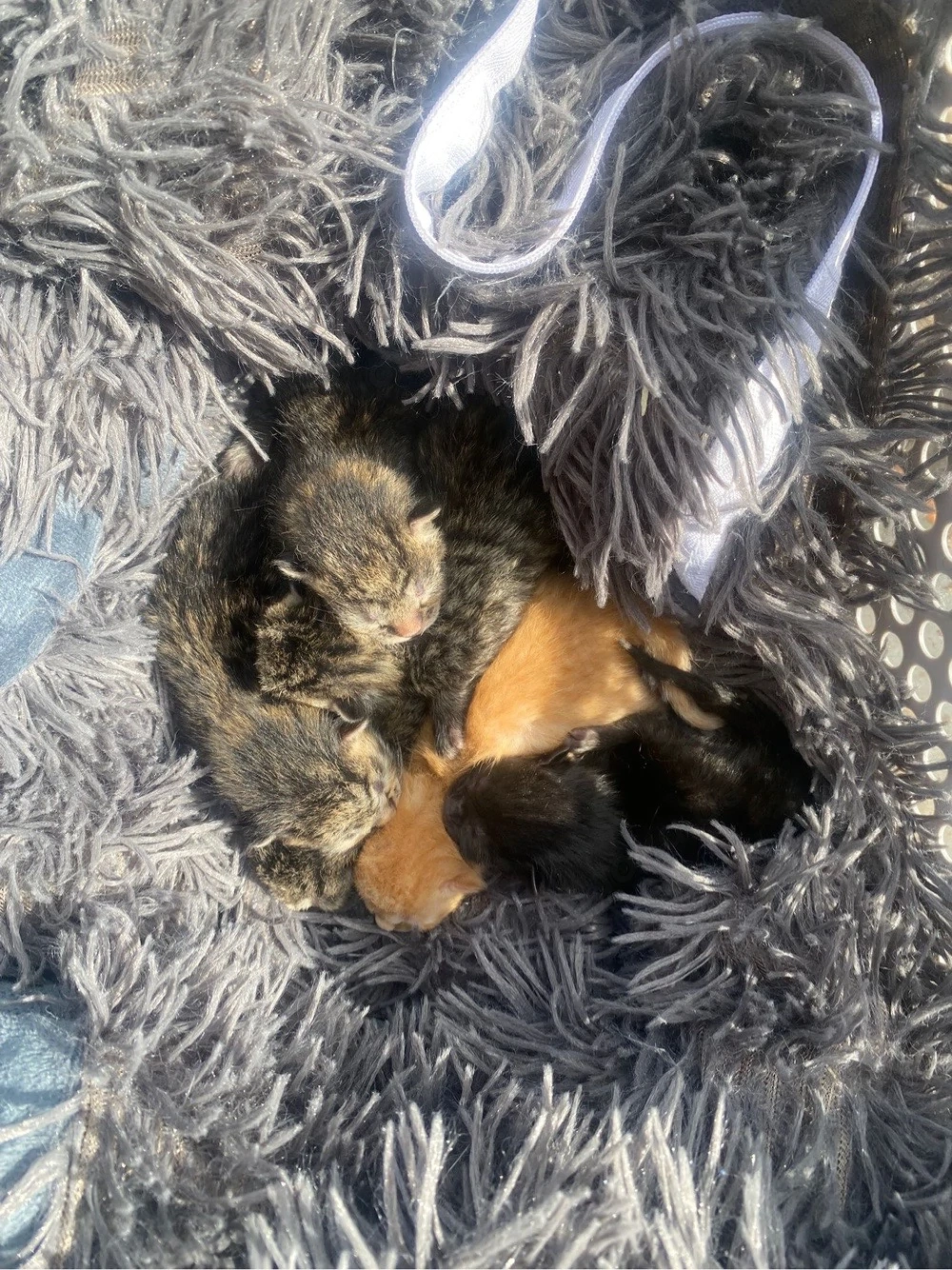 Baby Katzen