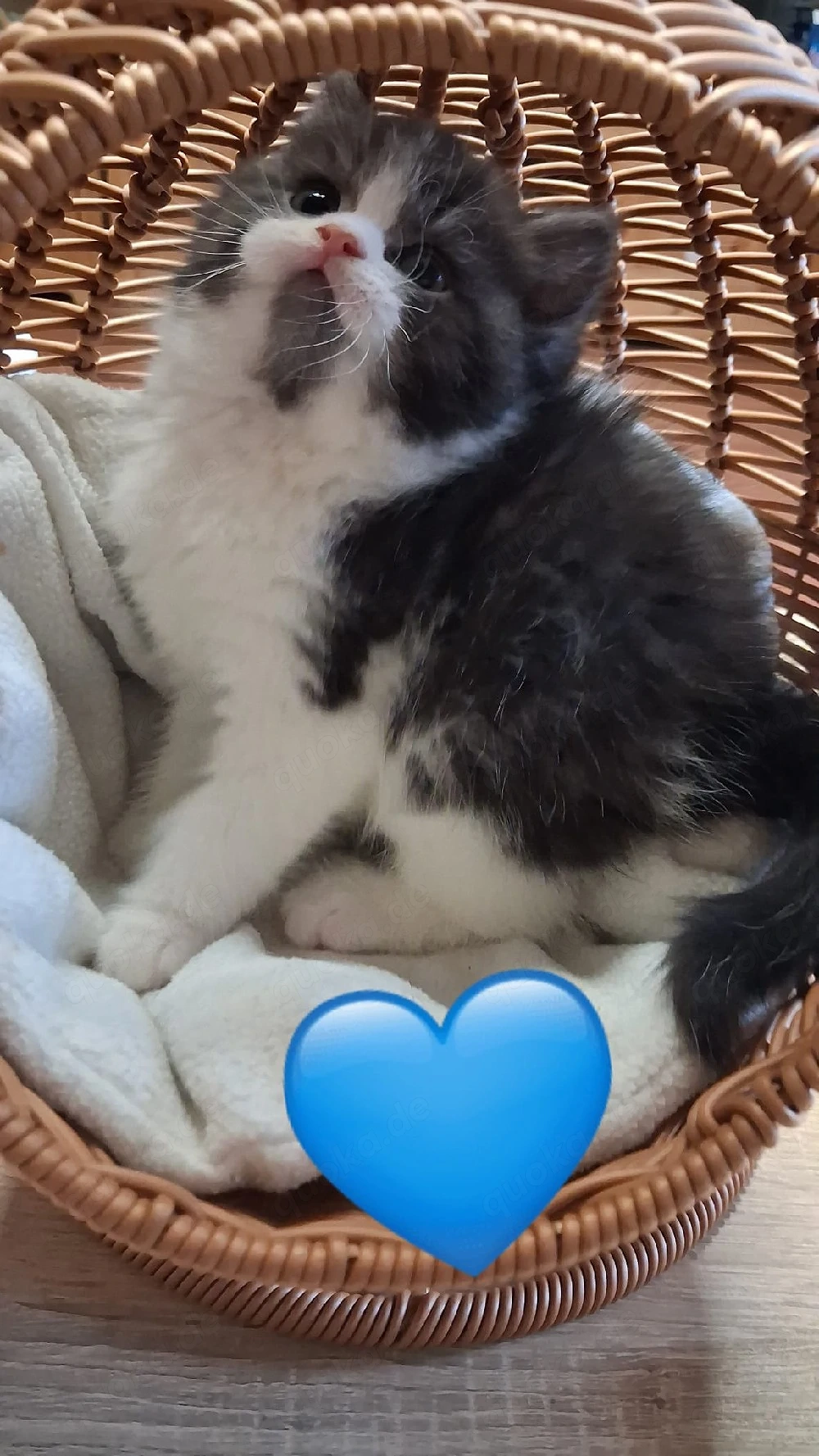 bkh Babys Katze    