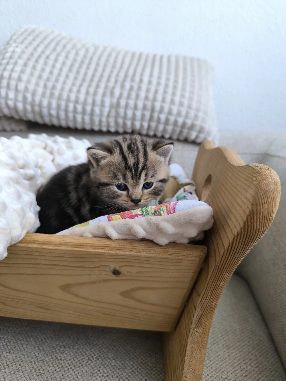 Süße BKH Kitten 
