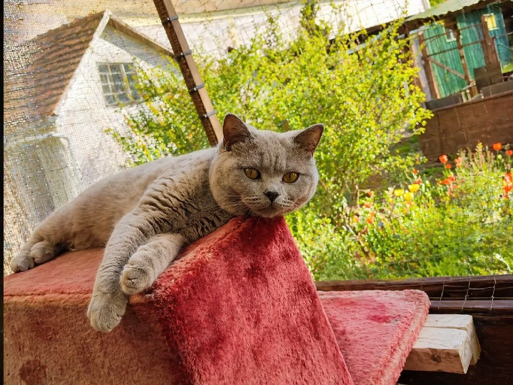 Britisch Kurzhaar (BKH) Kitten abzugeben