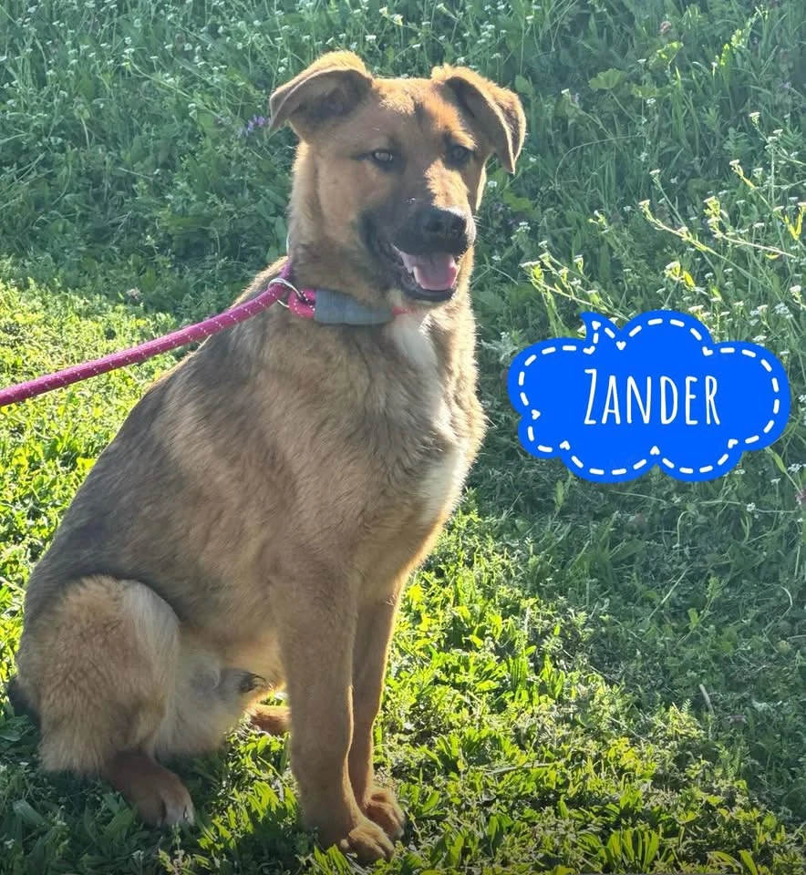 Zander, junger, wunderhübscher und lieber Mischling