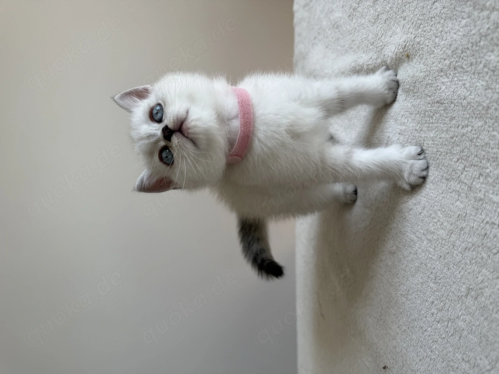 BKH Kitten, Britisch Kurzhaar 