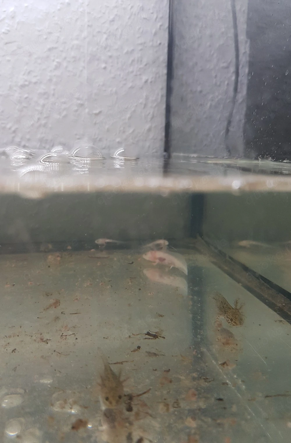 axolote zu verkaufen 