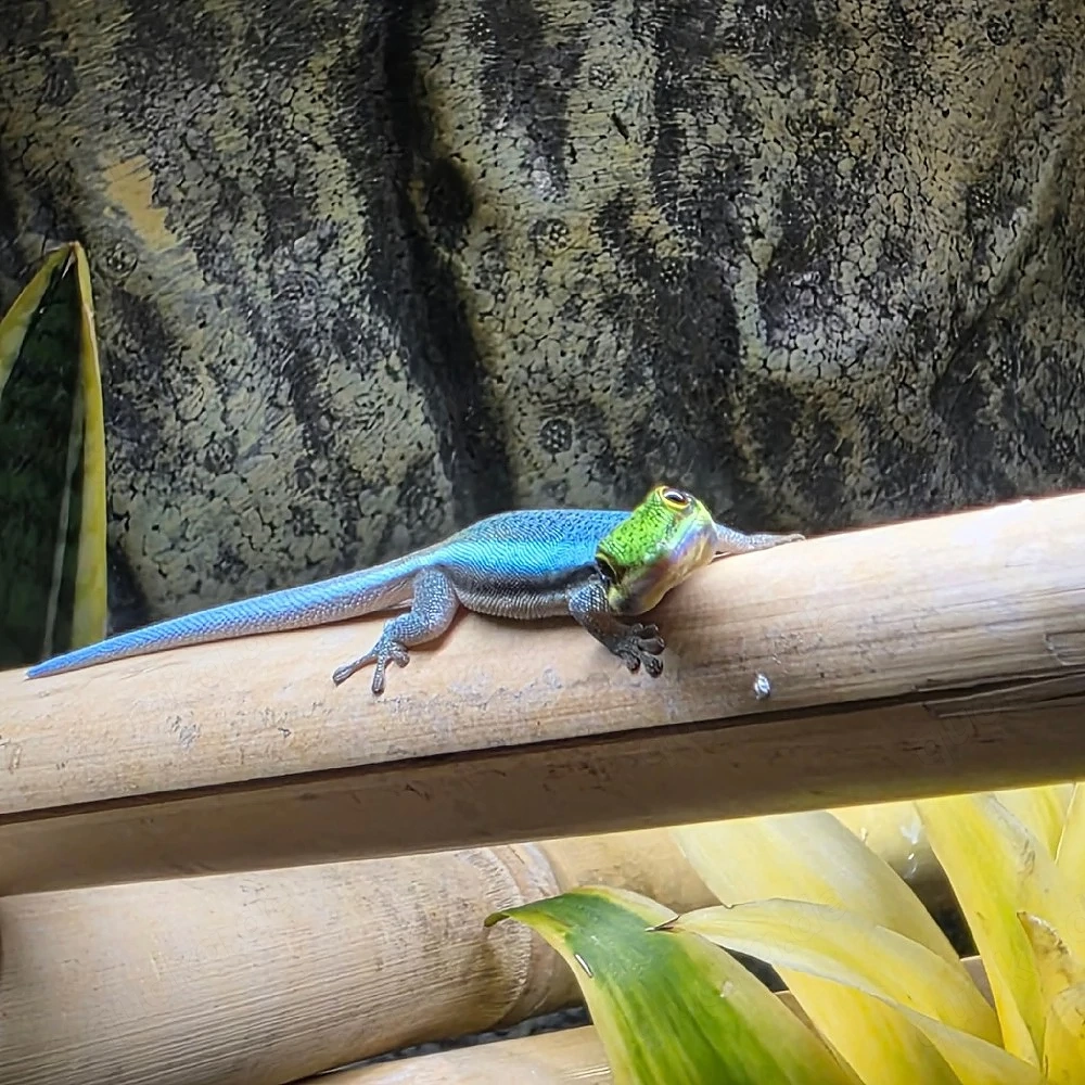 Suche 0.2 Phelsuma Klemmeri Weibchen 