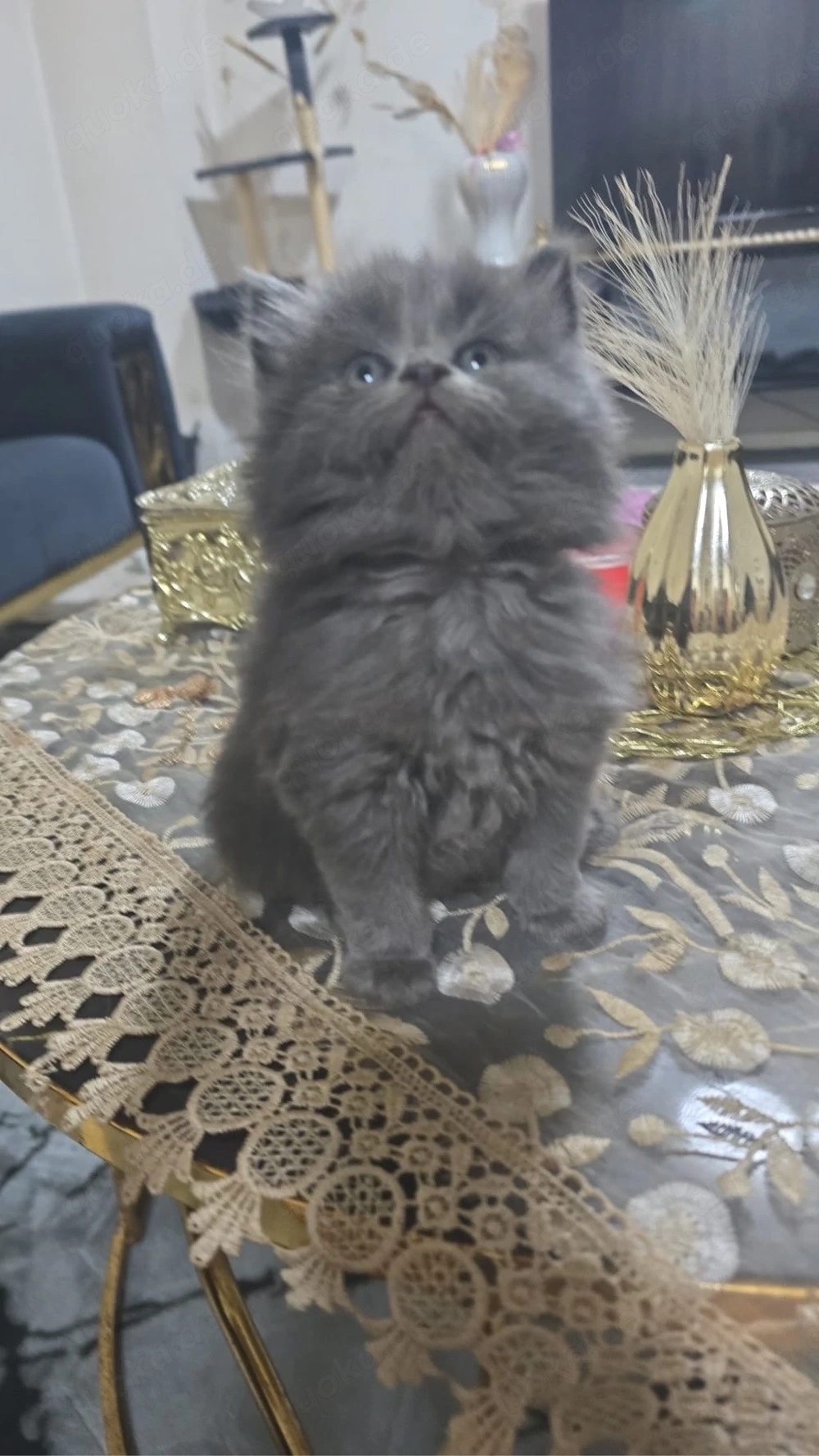 Wunderschöne Norwegische Waldkatzen Kitten abzugeben