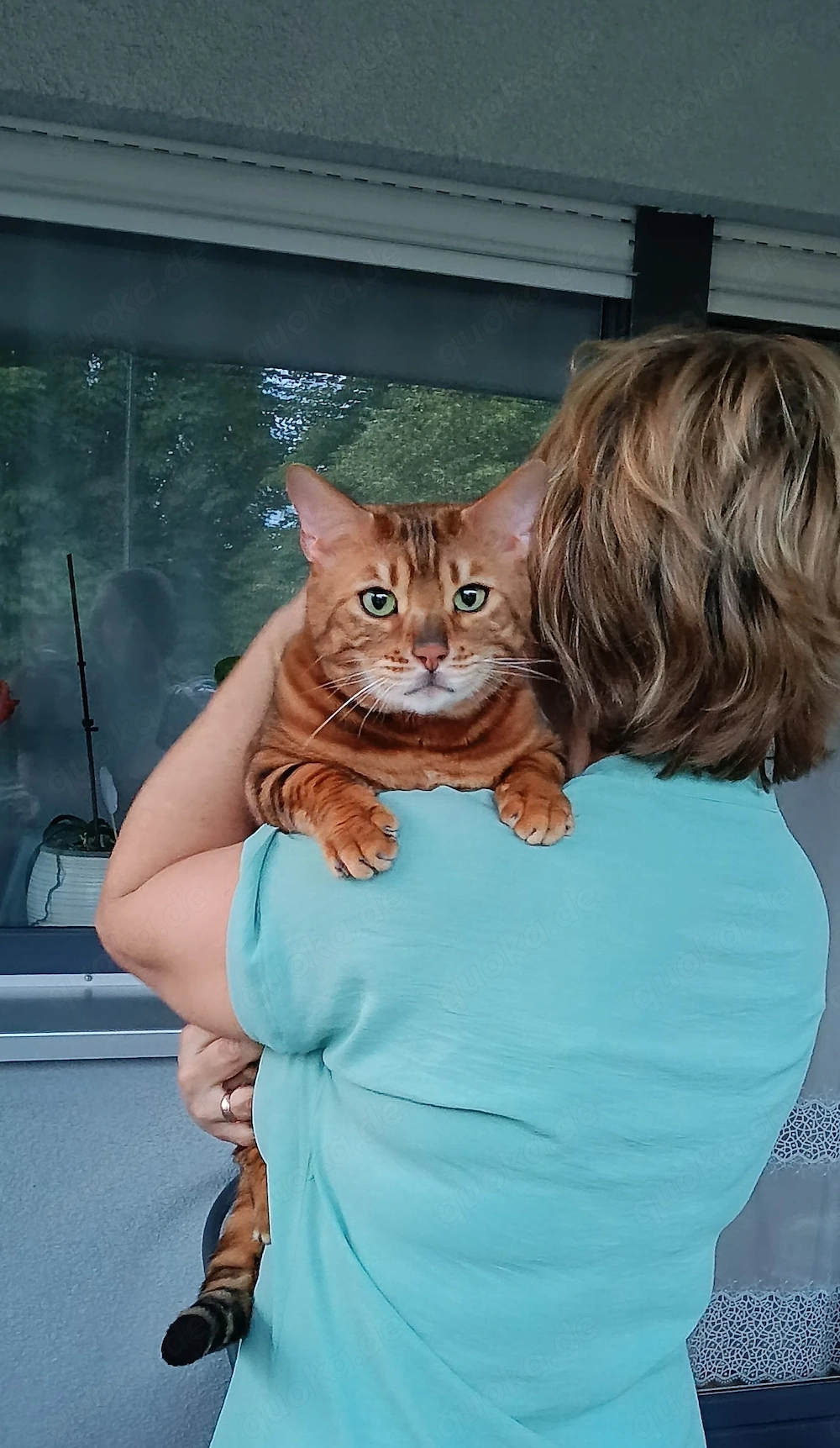 Wunderschöner Bengal Kater mit Stammbaum .