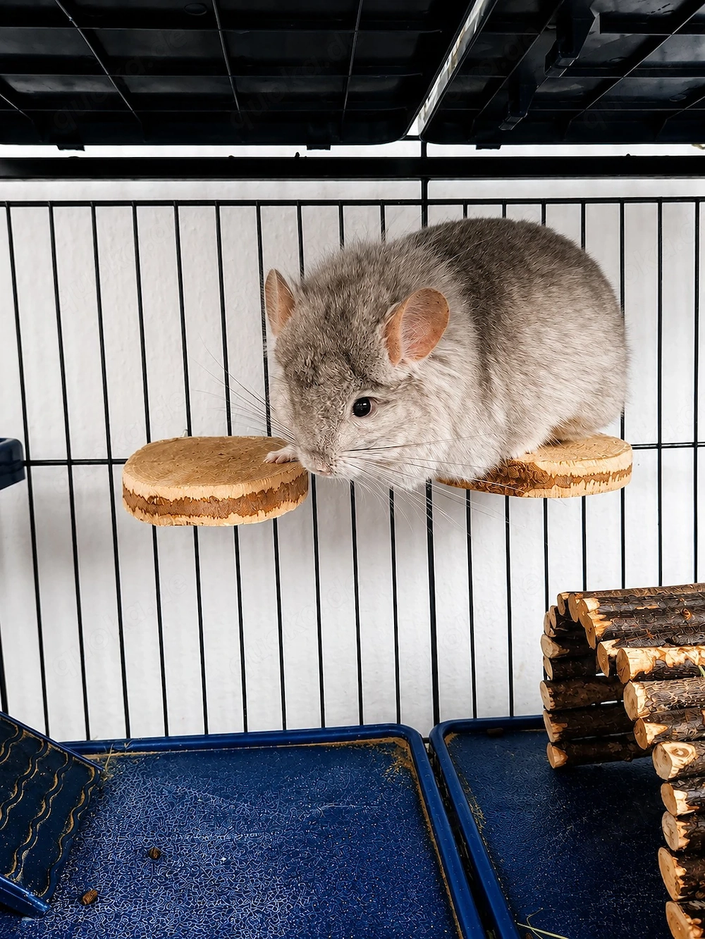 Chinchilla Angora   RPA Weibchen 