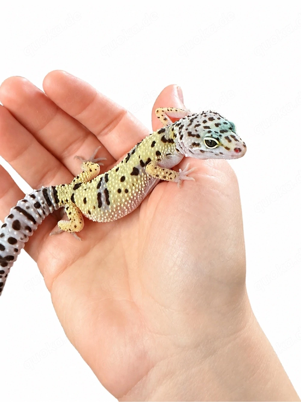 Wunderschönes Montanus Ghost Leopardgecko Weibchen abzugeben