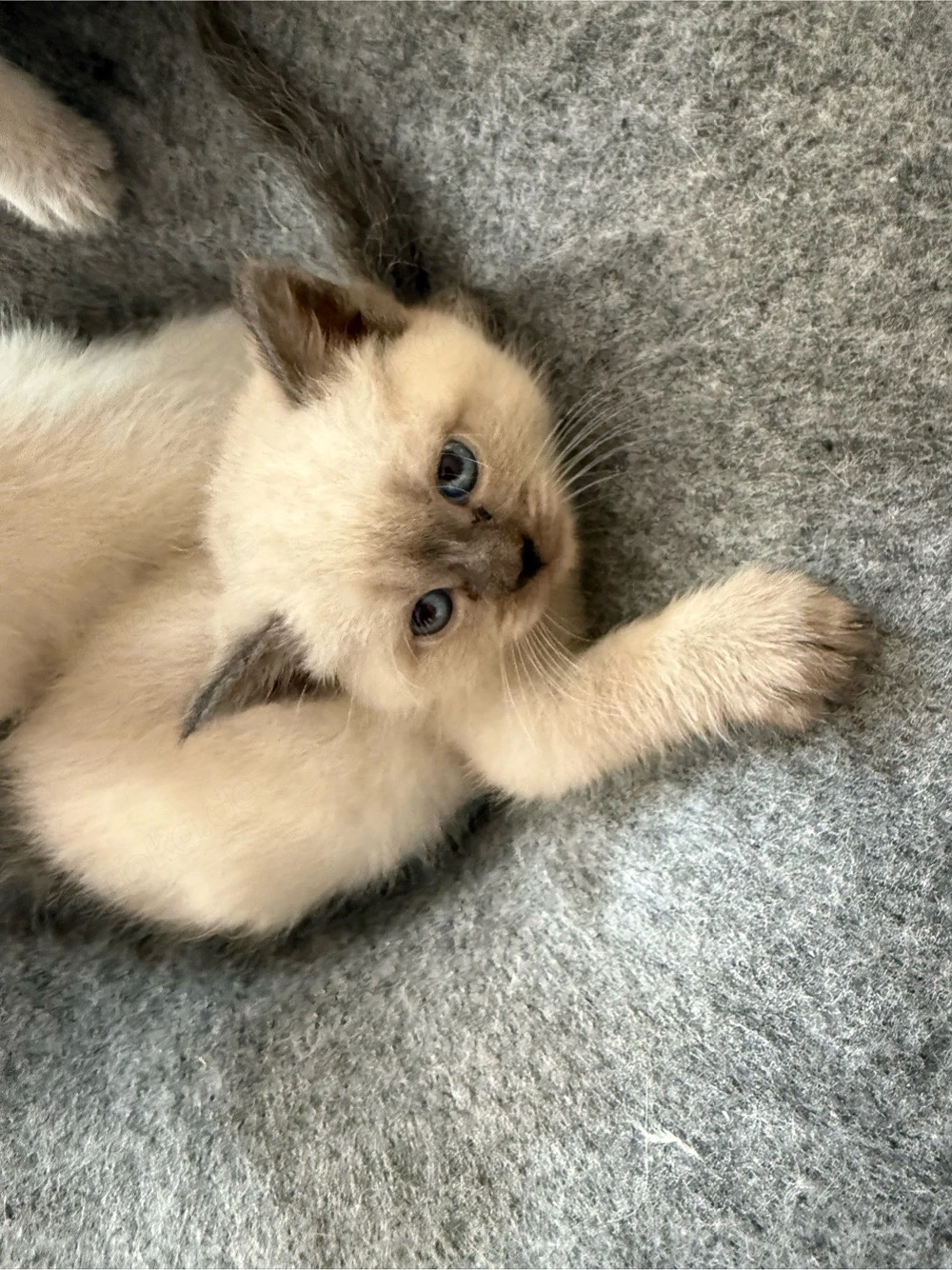 BKH Katze Baby Kitten-1Mädchen und 1 Junge noch frei