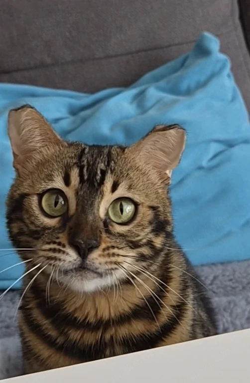 Süße bengalische Katze 
