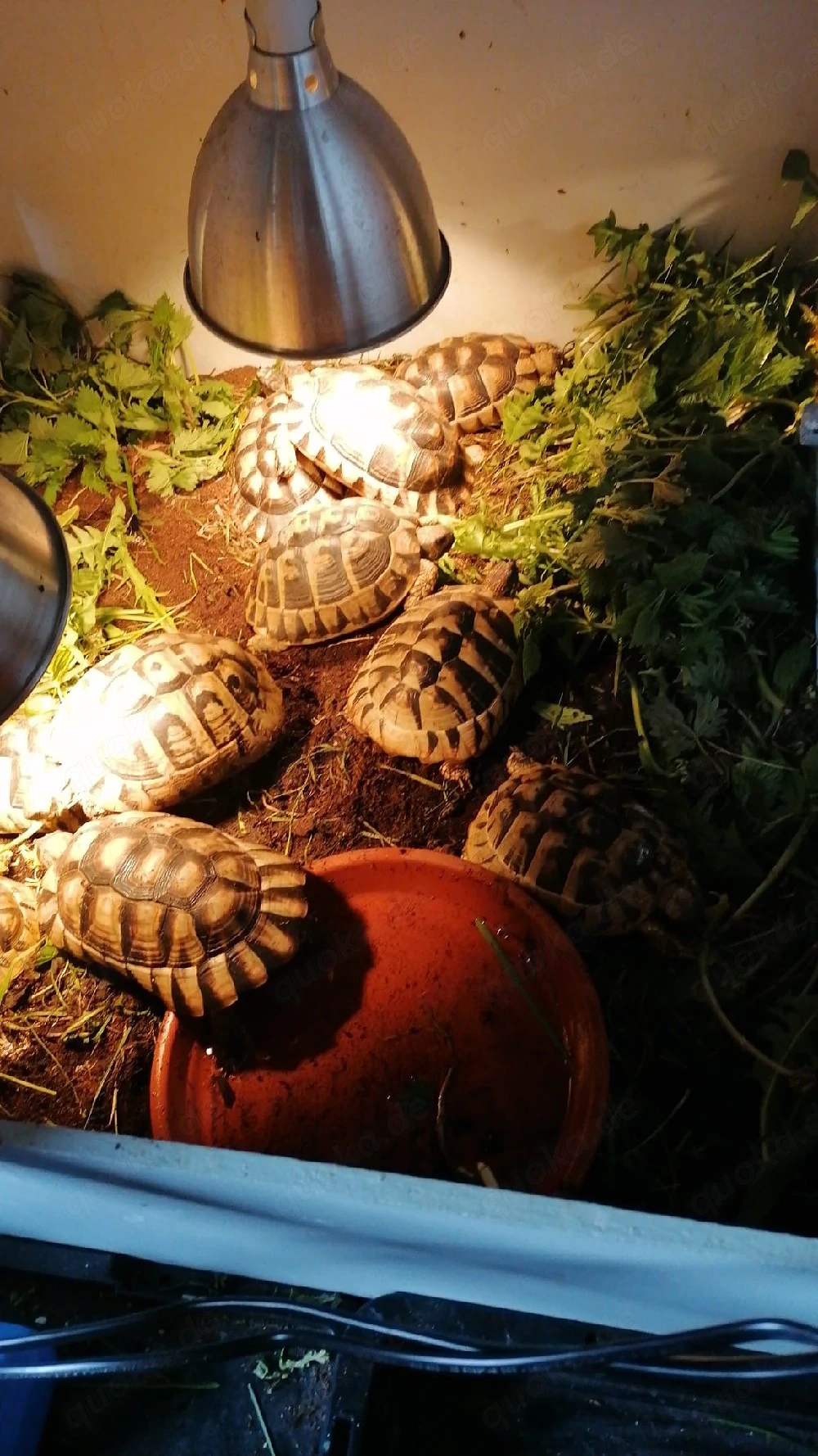 Breitrandlandschildkröten, Landschildkröten 