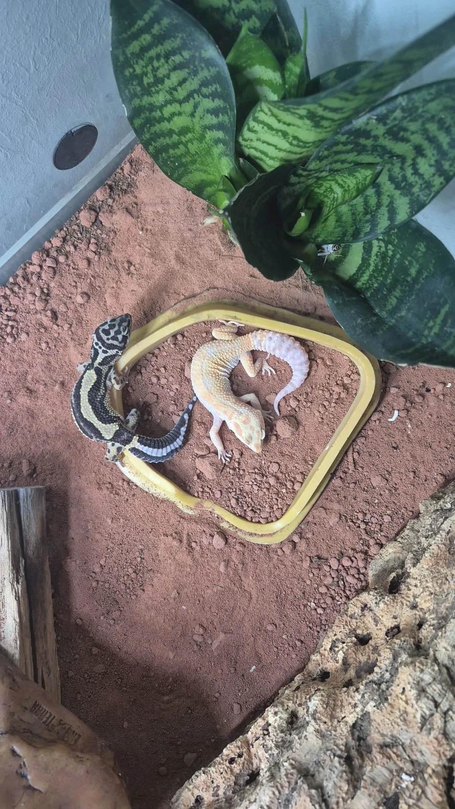 4 Leopardgecko Weibchen abzugeben 