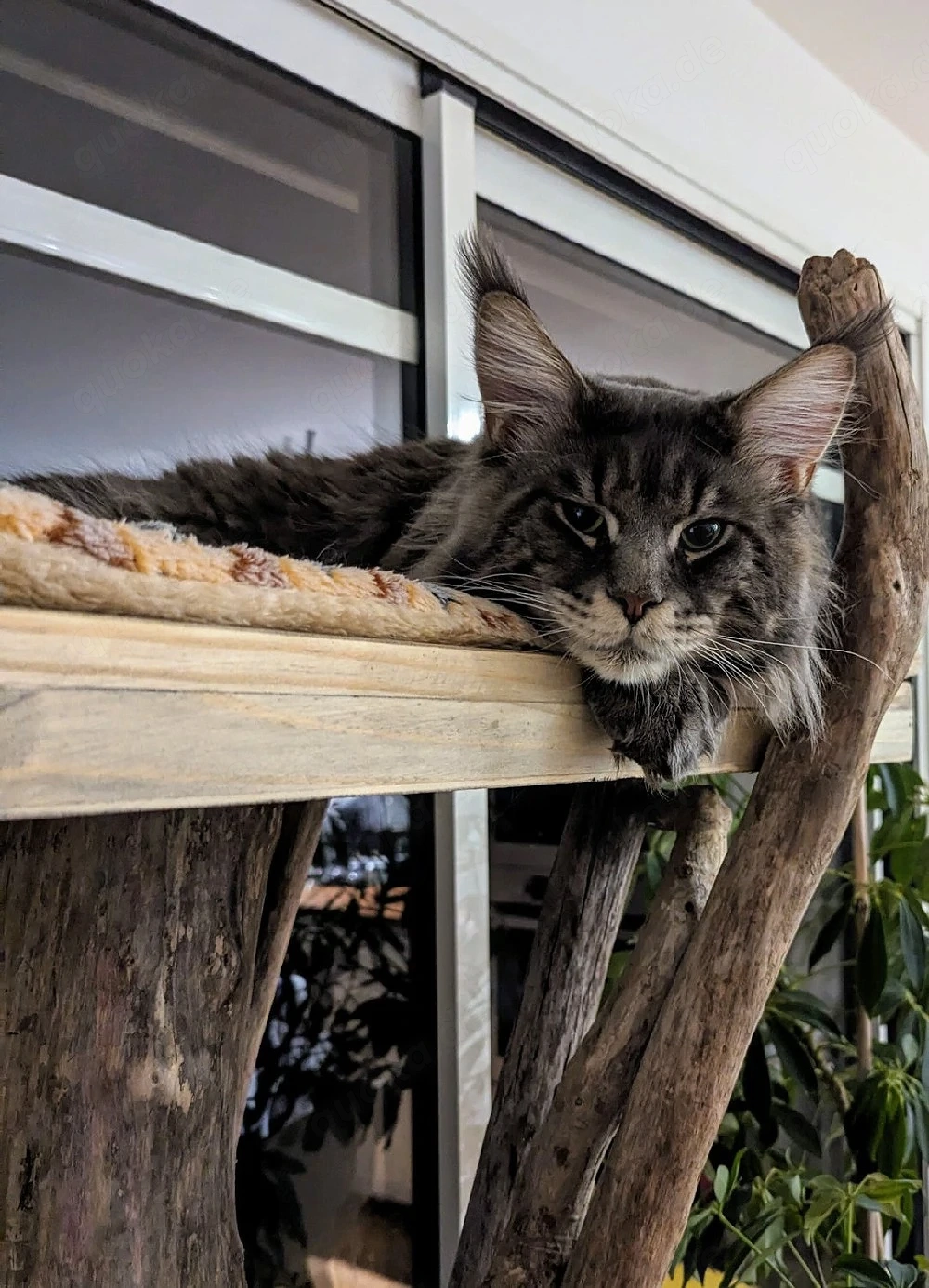 Maine coon deckkater 