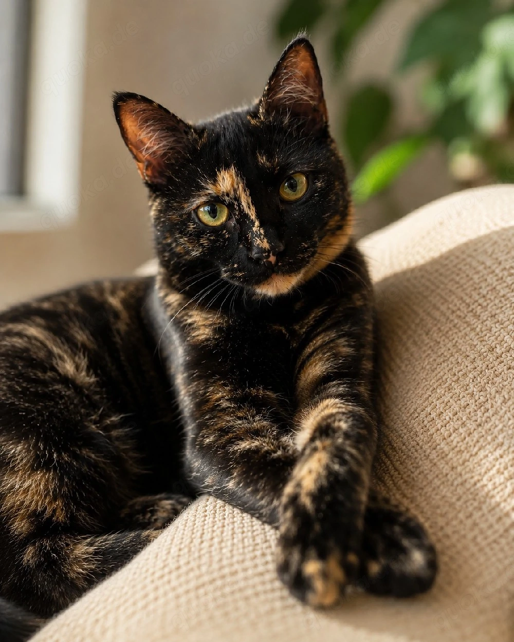 Evie - Glückskatze sucht Zuhause!