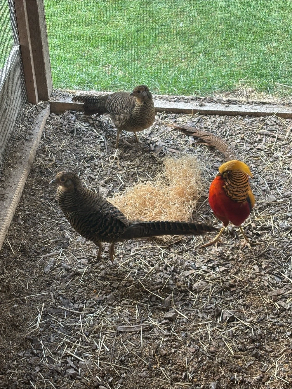 Goldfasan Pärchen oder einzeln