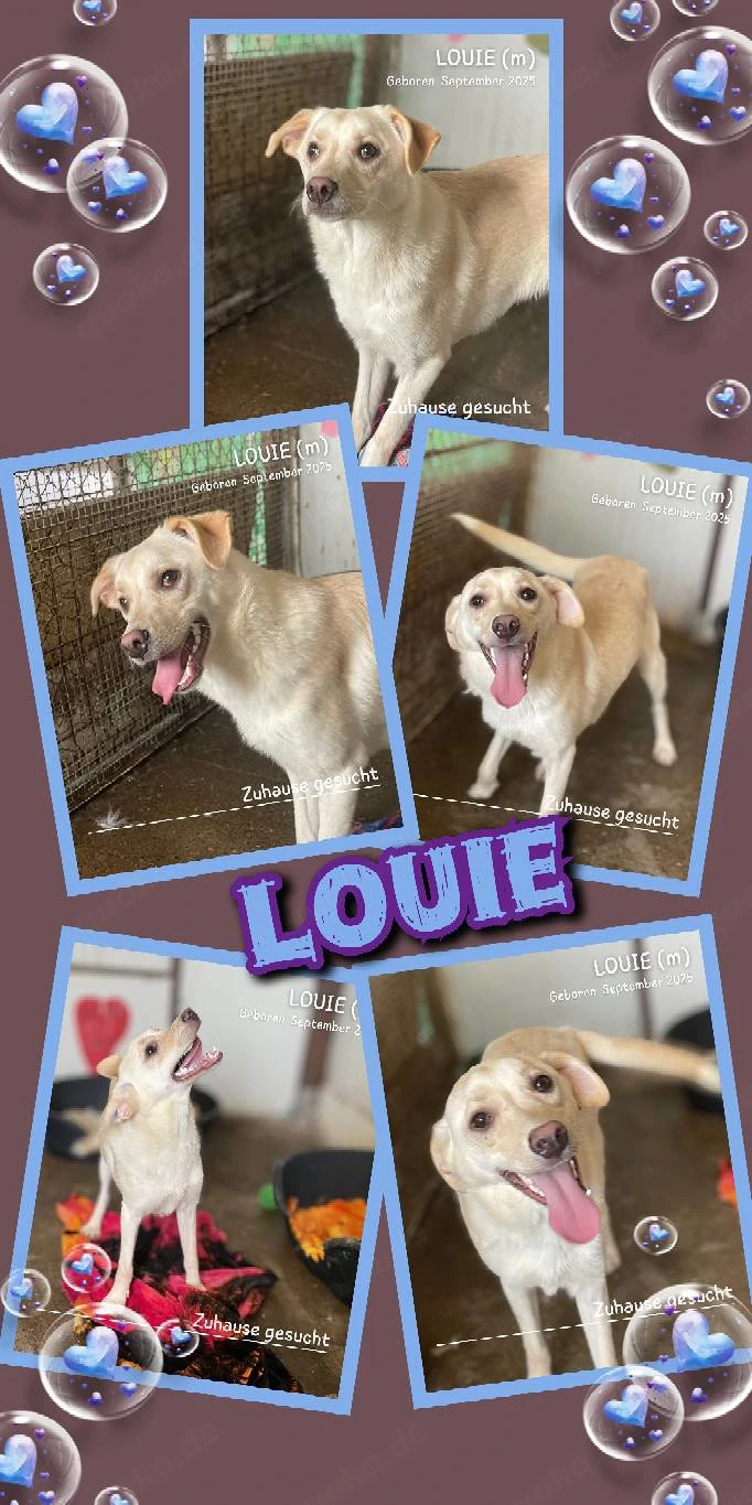 lebensfroher, lustiger, gute Laune pur Rüde"Louie" sucht ein liebevolles Zuhause