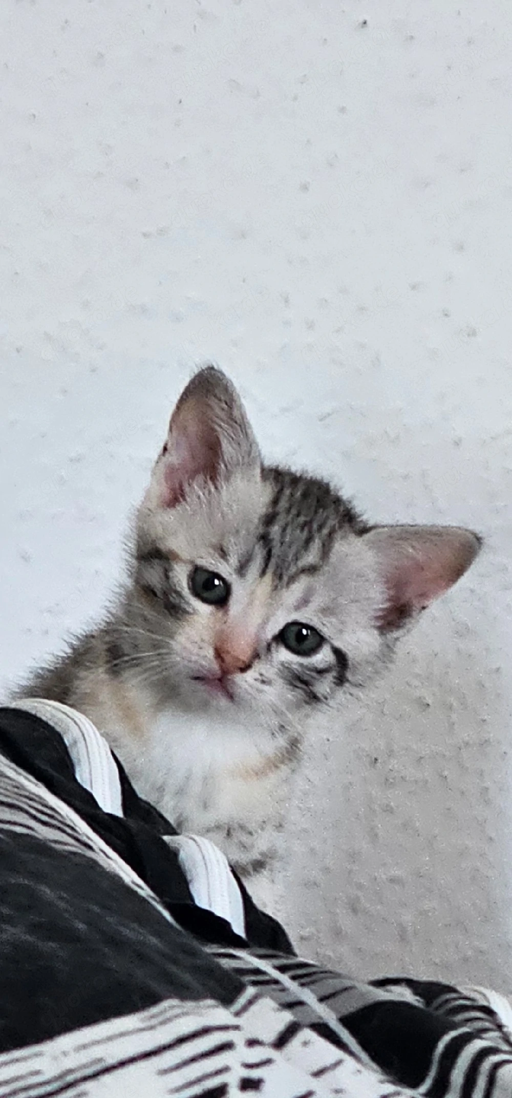 BKH-Mix Kitten 