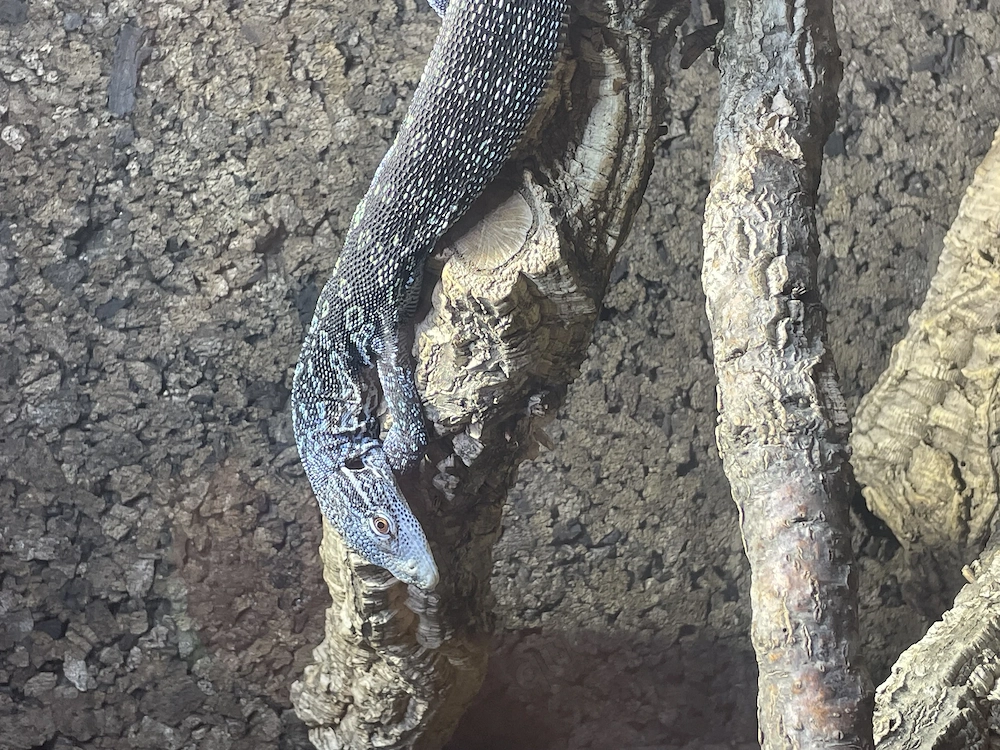 Varanus Macraei 1.0 05 24