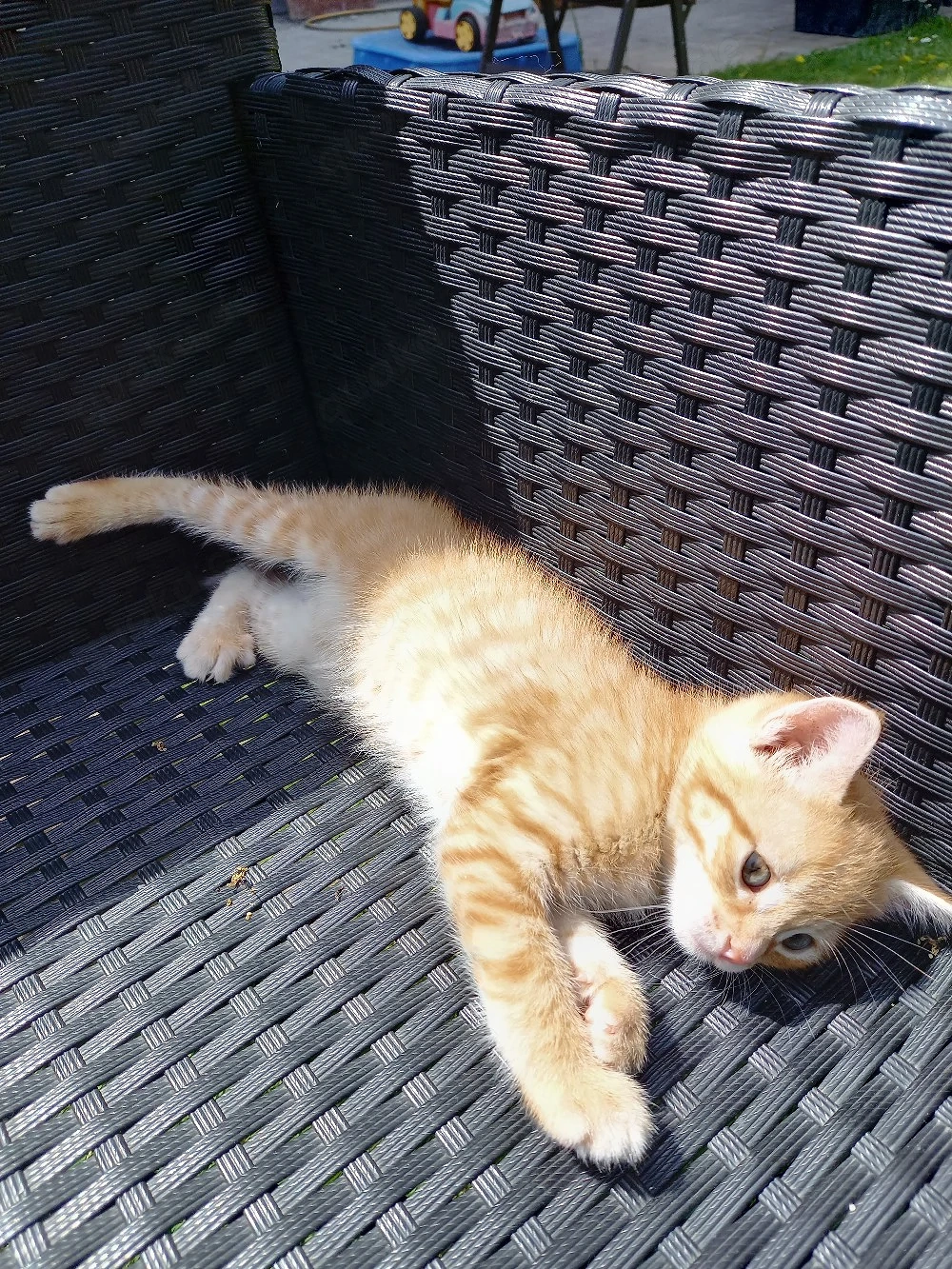 Süßes Katzenbaby