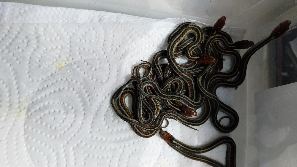 Thamnophis sirtalis infernalis Babys 