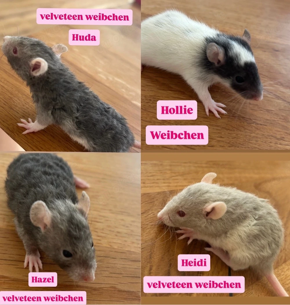 7 süße Ratten babys 