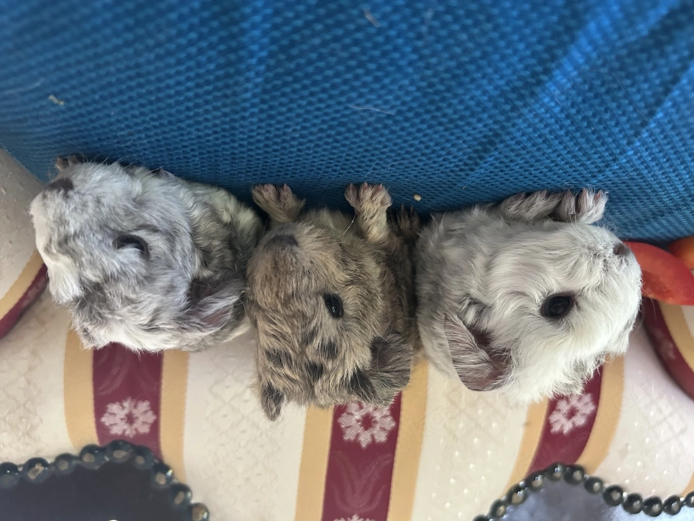 Meerschweinchen  Böckchen
