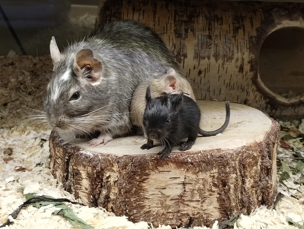 Knuddelige Degu Kids,kunterbunt:schwarz&sand&schoko-,Schecke suchen ihr Zuhause im Glück!