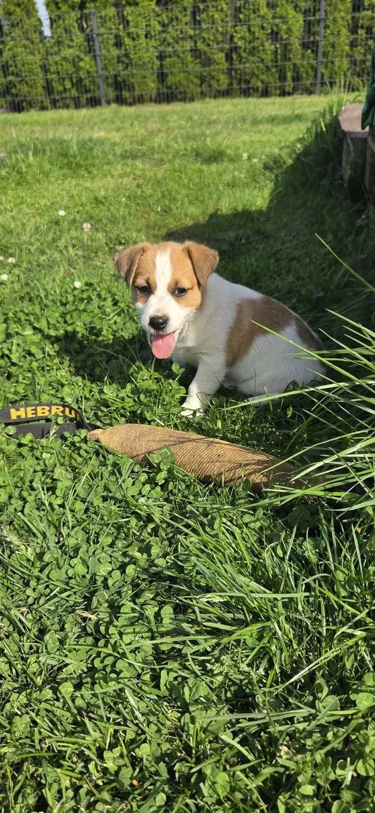 Jack Russell Welpe zu verkaufen - Hündin