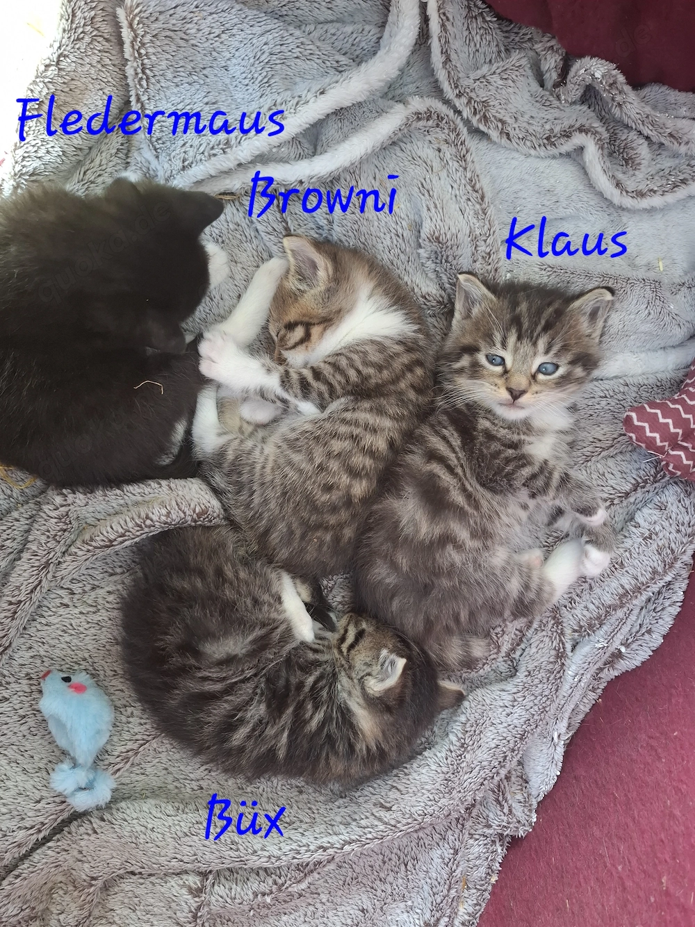 Vier liebevolle Katzenkinder suchen ab 24.07.2026 ein neues Zuhause