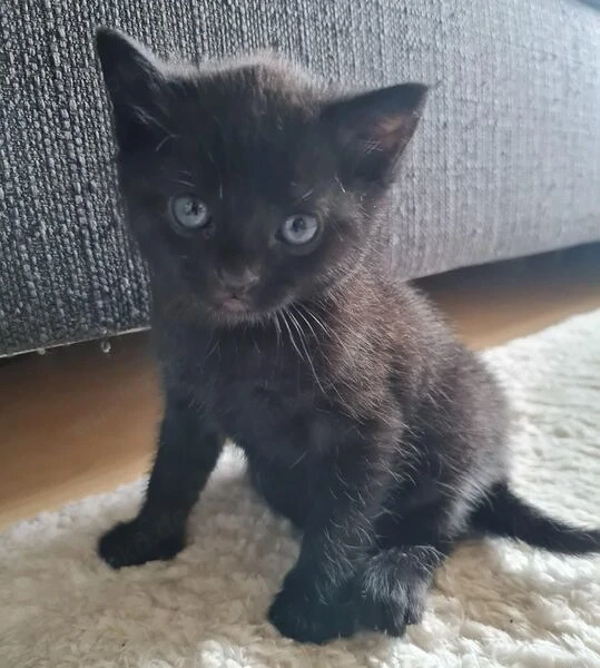 Baby Kater  Schwarz mit blaue Augen 
