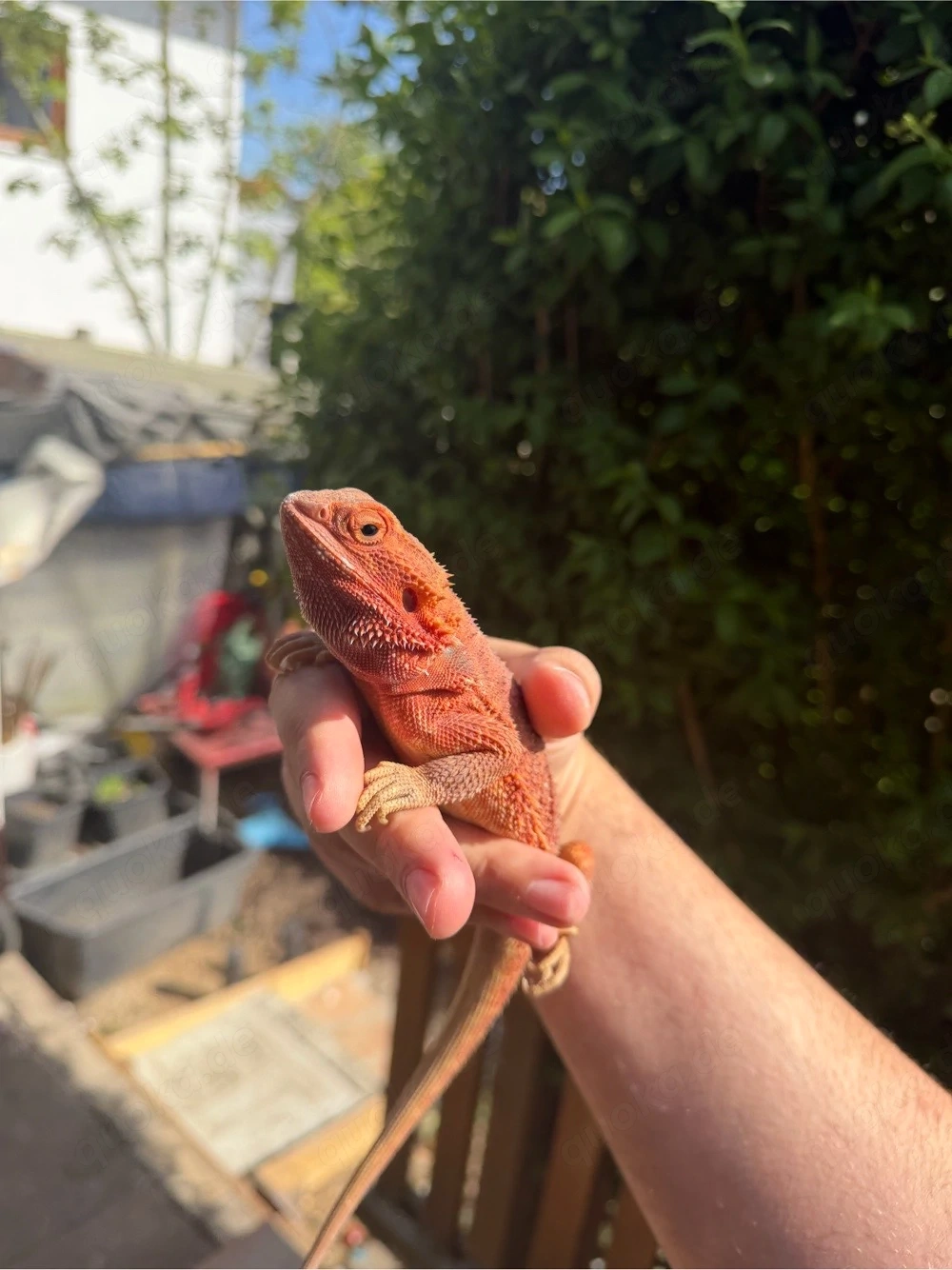 Farbbartagame Weibchen (Pogona vitticeps)   2 Jahre alt   kräftige Rotfärbung   