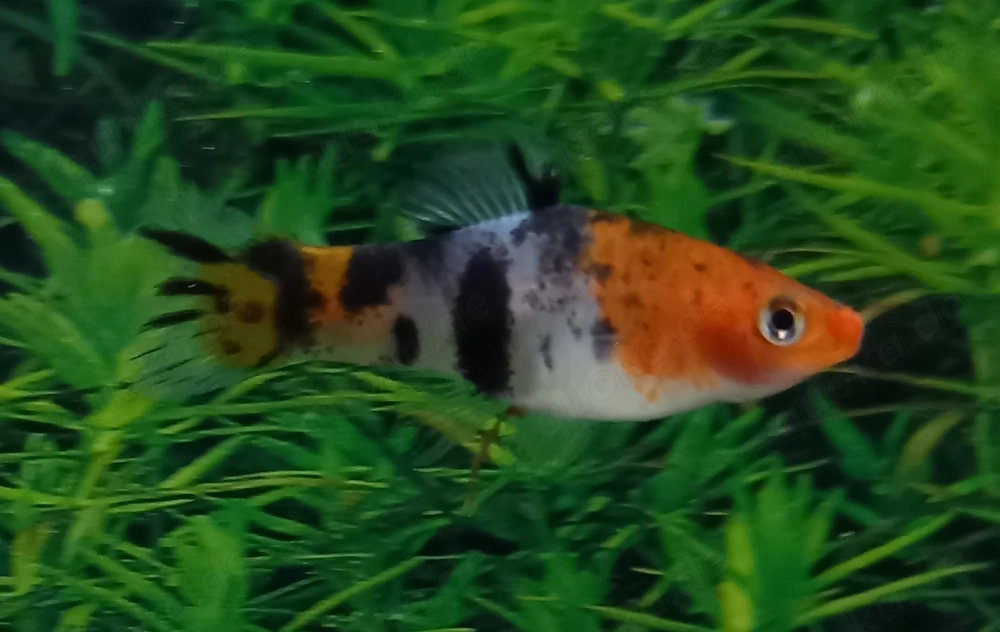 Schwertträger Tricolor