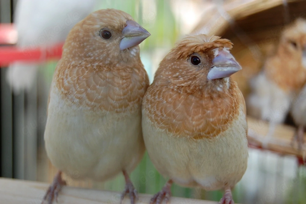Suche 4x pastellfarbene  Japanische Mövchen Hennen (Weibchen   Mädels!!!).
