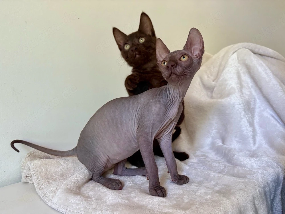 Vier Kitten, Sphynx, suchen ihre Familien