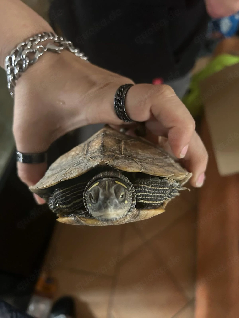 Verkaufe Wasserschildkröten