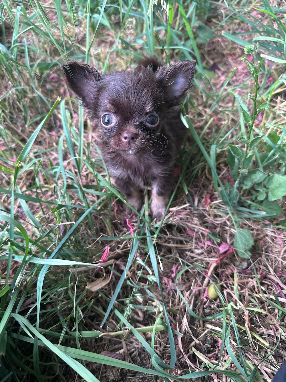 Süße Chihuahua Welpen suchen ihr Traumzuhause