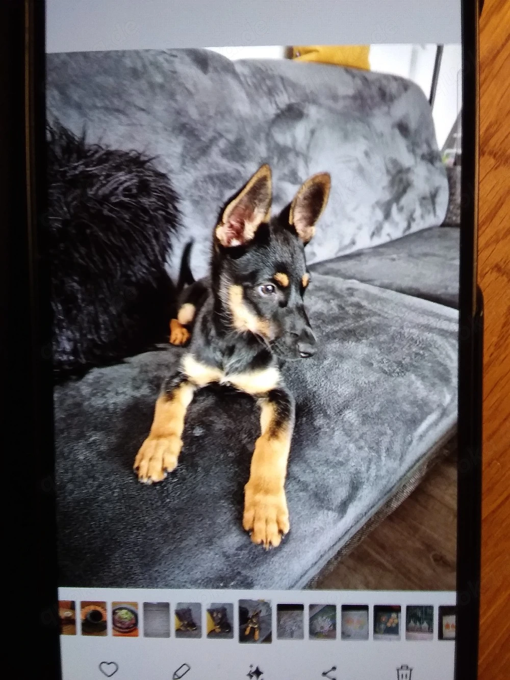 Pinscher-Schäferhund-Mix     weiblich,   geb.  Mai 2025