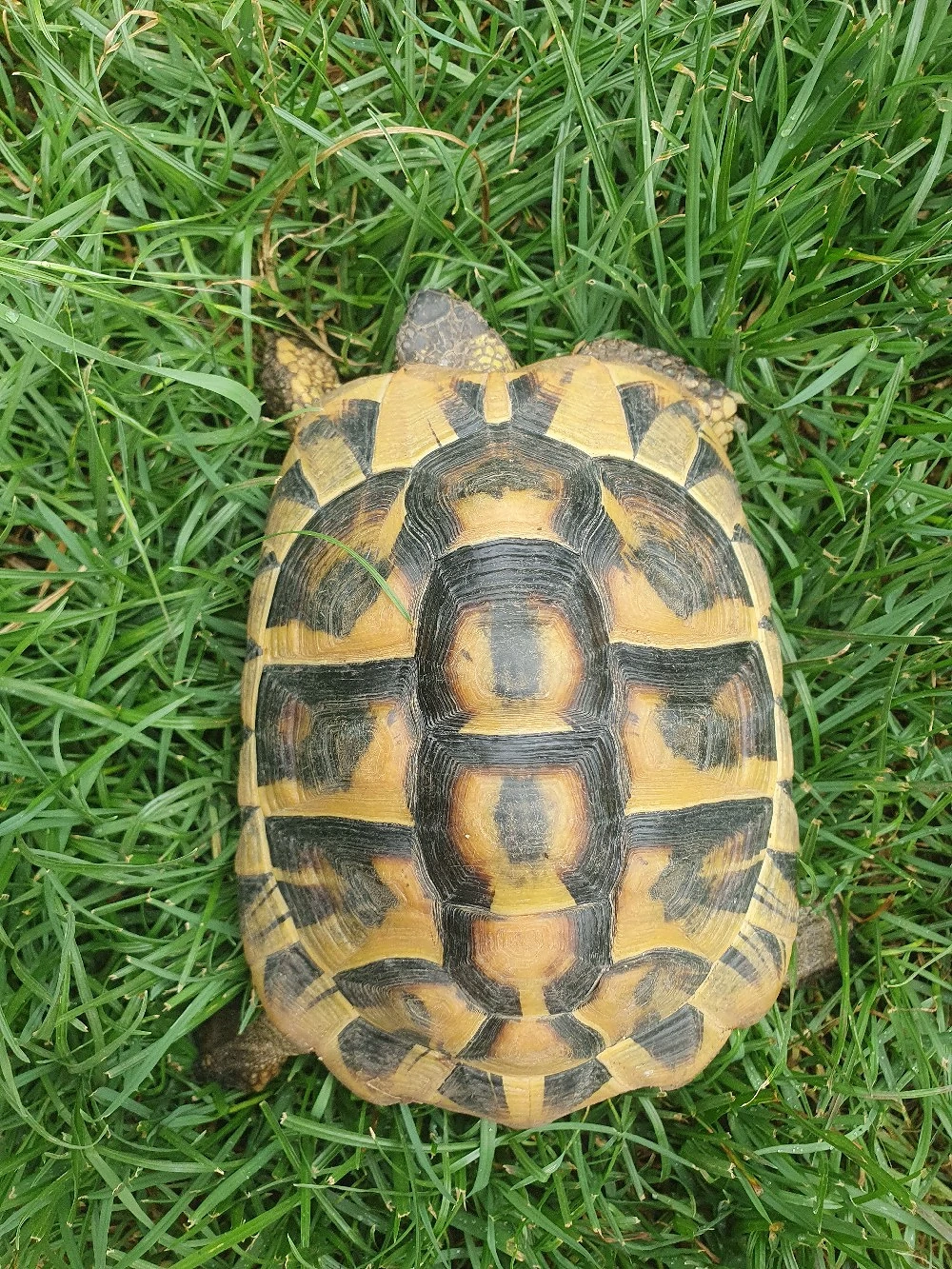 Griechische Landschildkröten 