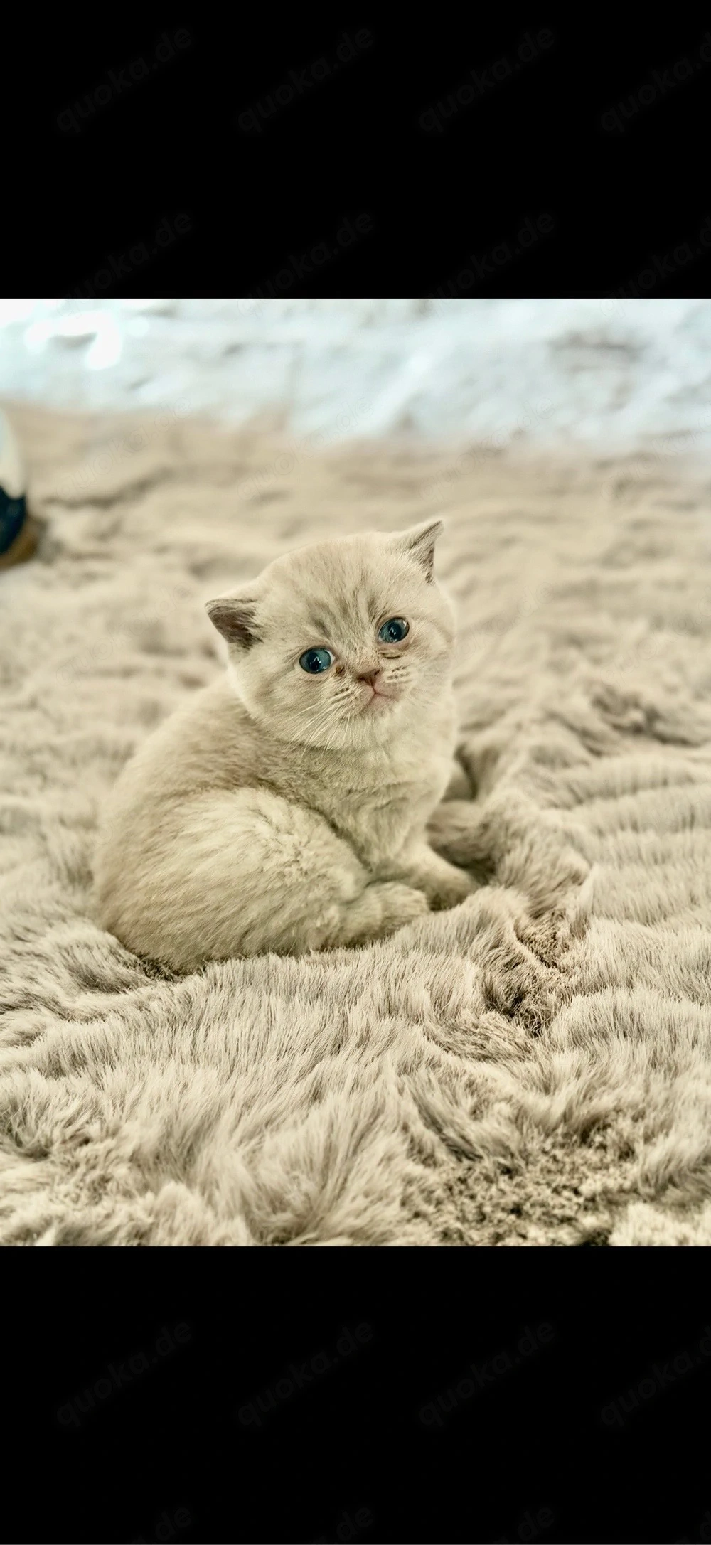 BKH Kitten 