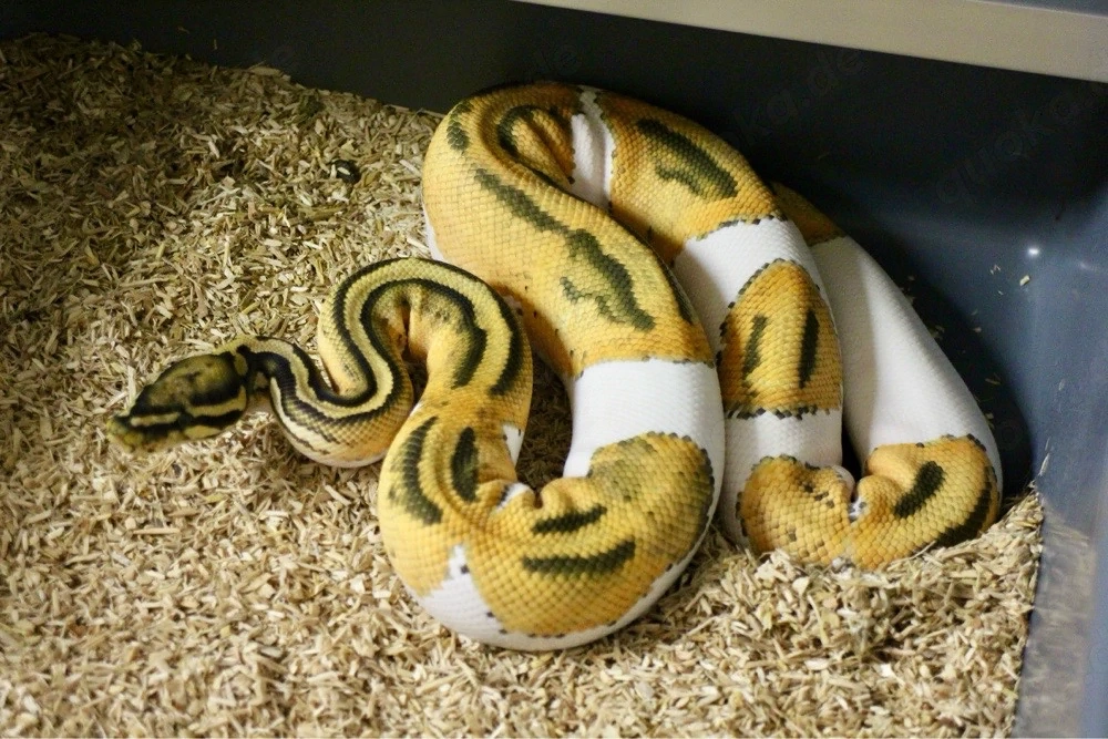 Königspython 1.0 Orange Dream Hypo Pied nz23 abzugeben